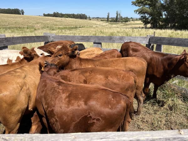 72 has hectáreas. Ganadero Agrícola en Lavalleja Uruguay
